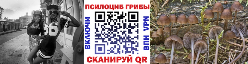 закладки  Краснозаводск  Псилоцибиновые грибы ЛСД 